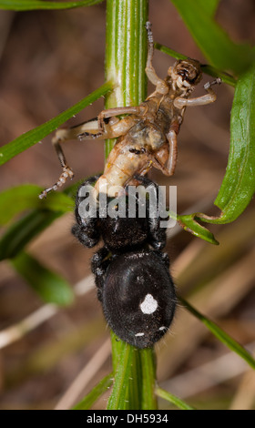 Beautiful, black, Bold Jumping Spider, Phidippus audax, eating a grasshopper Stock Photo