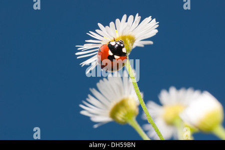 Beautiful Ladybug on a tiny white wildflower against clear blue summer sky; with copy space Stock Photo