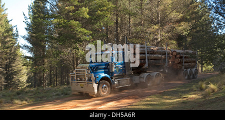 Truck loaded with logs harvested from forestry plantation travelling on dusty dirt road / track through forest in NSW Australia Stock Photo