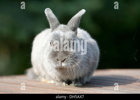 Netherland Dwarf, rabbit breed Stock Photo