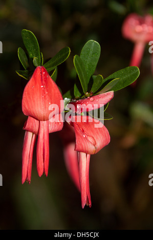 Bright red flowers and dark green leaves of Templetonia retusa - Cocky's Tongue -Australian wildflowers against dark background Stock Photo