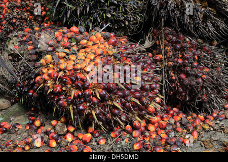 oil palm fruit, Elaeis guineensis, Kerala, India Stock Photo