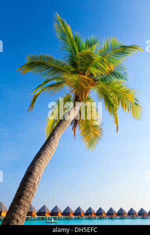 Palm tree on sky background Stock Photo