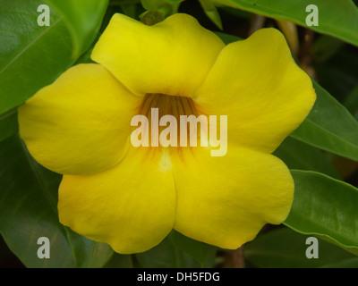 Bright yellow flower of Allamanda cathartica, Apocynaceae family. Stock Photo