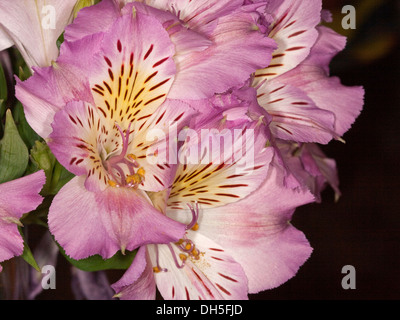Cluster of mauve and white flowers of Alstroemeria , Peruvian / Princess lily, against dark background Stock Photo
