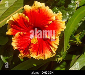 Spectacular vivid red Hawaiian hibiscus flower with ruffled edges trimmed with golden yellow on background of green foliage Stock Photo