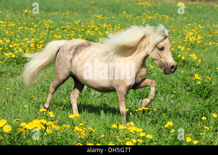 Funny falabella pony are playing on a meadow Stock Photo