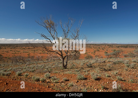 Outback Trees: A Symphony of Survival in Australia's Harsh Landscape