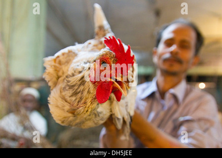 Vendor presenting a chicken, lifting it into the air, New Market, Dhaka, Bangladesh, South Asia, Asia Stock Photo