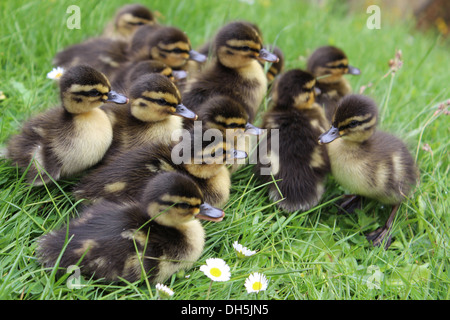 Ducklings ready for their first swim! Stock Photo