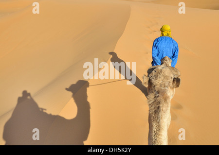 Dromedaries (Camelus dromedarius), desert trekking, Erg Chebbi, Morocco, Africa Stock Photo