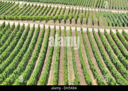 Winegrowing in Ruedesheim, Rheingau, UNESCO World Heritage Site Oberes Mittelrheintal Upper Middle Rhine Valley, Hesse Stock Photo