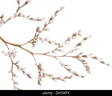 tiny dry white limonium flowers isolated Stock Photo