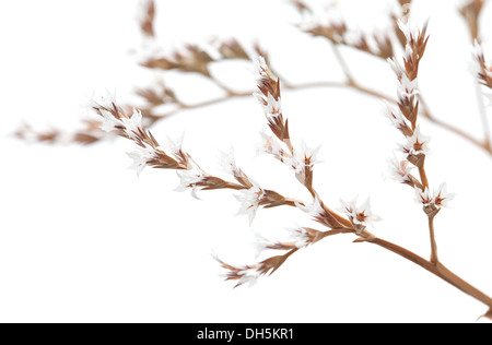tiny dry white limonium flowers isolated Stock Photo