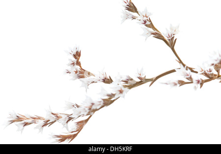 tiny dry white limonium flowers isolated Stock Photo