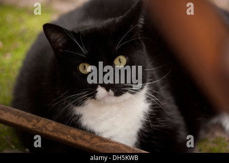 Domestic black  and white cat looking towards camera.