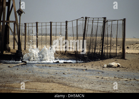The aftermath of the 1991 Gulf War in Kuwait : damaged oil well in the Al Wafra area with a dead dog. Stock Photo