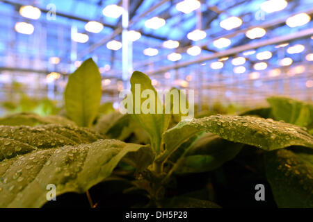 Golm, Germany. 29th Oct, 2013. Plant samples in a greenhouse of the Max Planck Institute for Molecular Plant Psychology in Golm, Germany, 29 October 2013. The institute has approximately 6,000 square meters of office and laboratory space and around 1,000 square meters of climate controlled greenhouses. Photo: RALF HIRSCHBERGER/dpa/Alamy Live News Stock Photo