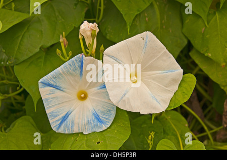 Blue Star (Ipomoea tricolor 'Heavenly Blue') Stock Photo