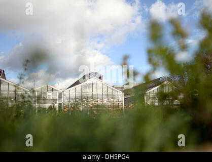 Golm, Germany. 29th Oct, 2013. The greenhouses of the Max Planck Institute for Molecular Plant Psychology in Golm, Germany, 29 October 2013. The institute has approximately 6,000 square meters of office and laboratory space and around 1,000 square meters of climate controlled greenhouses. Photo: RALF HIRSCHBERGER/dpa/Alamy Live News Stock Photo