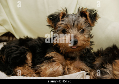 Cute Yorkshire terrier puppy dog Stock Photo