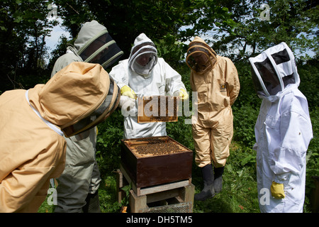 Bee Keeping tuition inspecting a bee hive of European Honey bee's in the kent country side Stock Photo