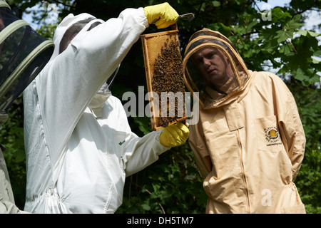 Bee Keeping tuition inspecting a bee hive of European Honey bee's in the kent country side Stock Photo
