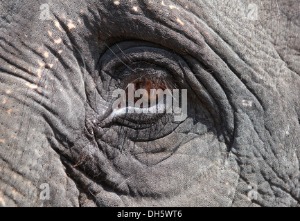 Eye of an Asian Elephant (Elephas maximus), Kappukadu Elephant Rehabilitation Centre,India. Stock Photo