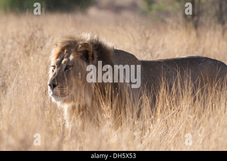 Black-maned African Lion walking in the Kalahari desert Stock Photo