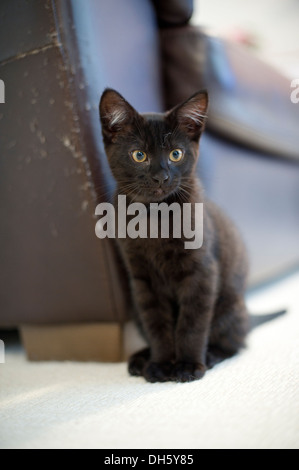 Black kitten Stock Photo