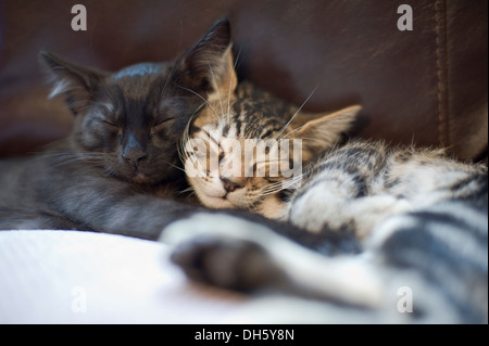 Sleeping Bengal Kittens (Tabby/Black) Stock Photo