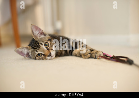 Playful Tabby Kitten (Half Benglal/Half British Shorthaired) Stock Photo