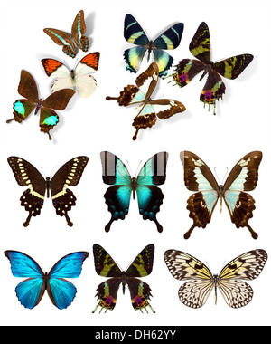 Many different beautiful butterflies on white background Stock Photo