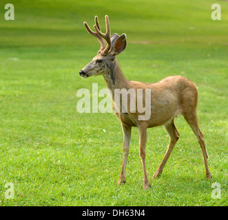 Mule Deer or Black-tailed Deer (Odocoileus hemionus), buck, Capitol Reef National Park, Utah, Southwest Stock Photo