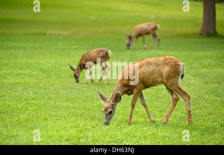 Mule Deer or Black-tailed Deer (Odocoileus hemionus), with fawn, Capitol Reef National Park, Utah, Southwest Stock Photo