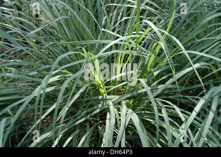 Phnom Penh, Cambodia. 11th Oct, 2013. Lemon grass (Cymbopogon citratus) grows in Phnom Penh, Cambodia, 11 October 2013. Photo: Jens Kalaene/dpa/Alamy Live News Stock Photo