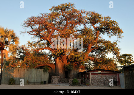 The Ombalantu baobab tree at Outapi in Namibia Stock Photo