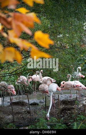Flamingos beside the water at home in London Zoo. Stock Photo