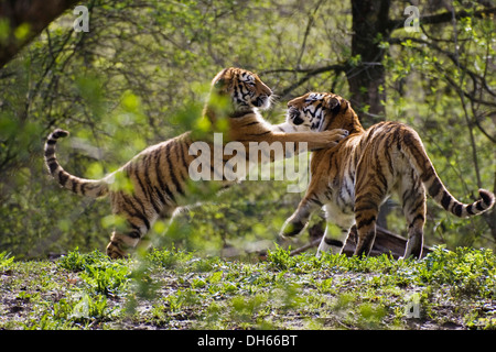 Siberian Tigers (Panthera tigris altaica) fighting, zoo Stock Photo