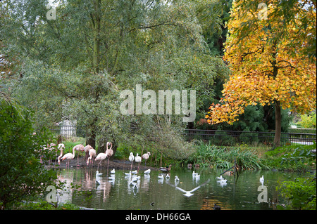 Flamingos beside the water at home in London Zoo. Stock Photo