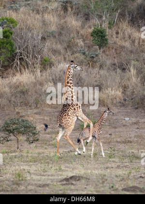 Massai, Maasai, Masai Giraffe Or Kilimanjaro Giraffe (Giraffa ...