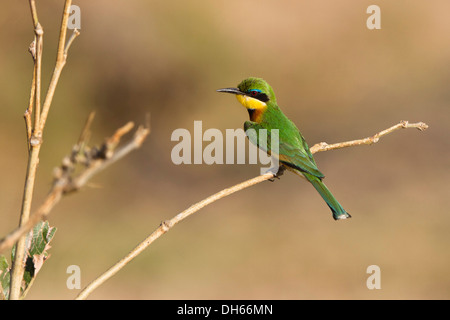 Cinnamon-chested Bee-eater (Merops oreobates), Ruaha National Park, Tanzania, East Africa Stock Photo