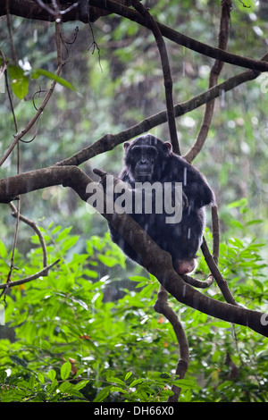 Chimpanzee (Pan troglodytes) sitting on tree in the rain, Mahale Mountains Nationalpark, Ostafrika, Tanzania Stock Photo