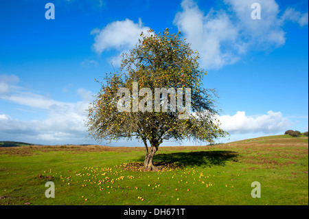 An apple tree in Autumn on Hopesay Common, near Craven Arms in the Shropshire Hills, England Stock Photo