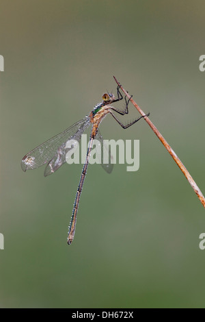 Emerald Damselfly or Common Spreadwing male - Lestes sponsa Stock Photo ...