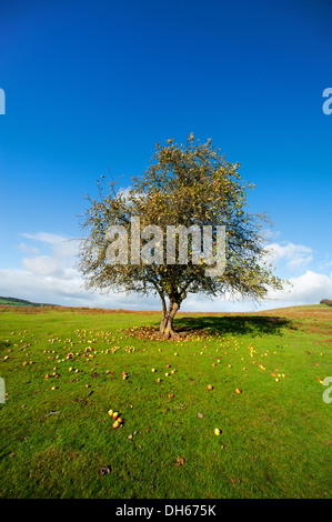 An apple tree in Autumn on Hopesay Common, near Craven Arms in the Shropshire Hills, England Stock Photo