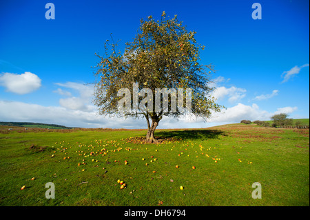 An apple tree in Autumn on Hopesay Common, near Craven Arms in the Shropshire Hills, England Stock Photo