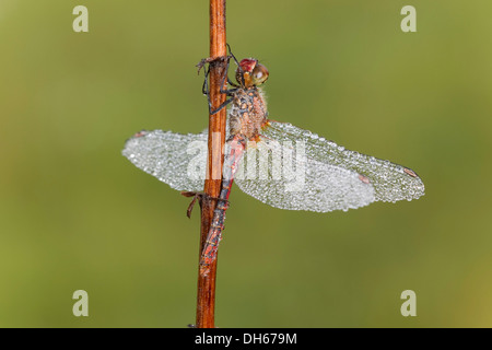 Ruddy Darter dragonfly (Sympetrum sanguineum), male with dewdrops, Vulkaneifel district, Rhineland-Palatinate Stock Photo
