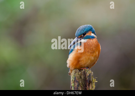 Male common Kingfisher (Alcedo atthis) sat perched on post by river. River Swale, Yorkshire Dales, North Yorkshire, UK Stock Photo