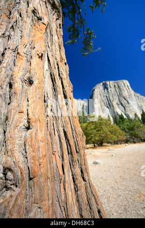 View towards El Capitan Mountain, with a major climbing route, The Nose, on the granite cliff, Yosemite National Park Stock Photo